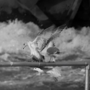 Meet your Posher, Dennis